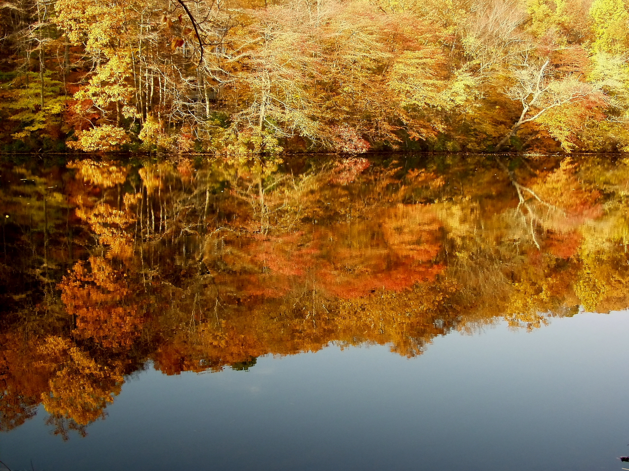 Autumn reflextions